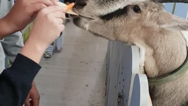 Goat eats vegetables from hand,it's funny