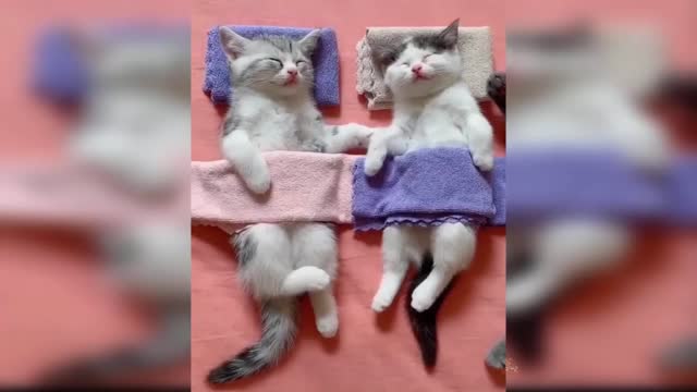 cute kittens in rest