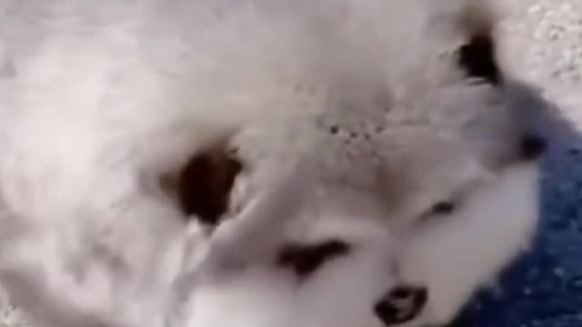πΆπ the Cutest Alaskan Malamute Puppies πΆππΆ part 4 πΆππΆ