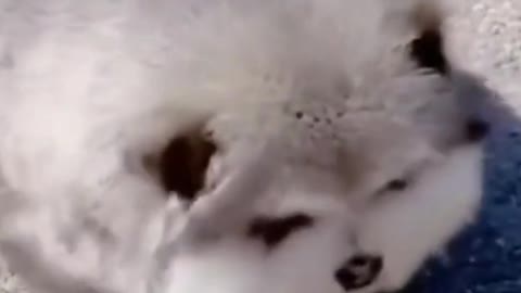 🐶😍 the Cutest Alaskan Malamute Puppies 🐶😍🐶 part 4 🐶😍🐶