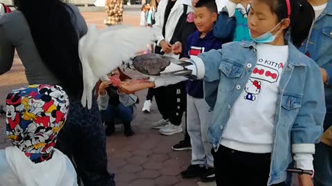 A Chinese girl feeding pigeonsA Chinese girl feeds pigeons