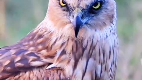 Western Marsh Harrior