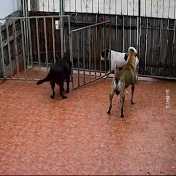 WATCH : Smart Dogs Plan Their Escape 😂 👏🏻 .#Shorts #Smart_Dogs #Super_Dog
