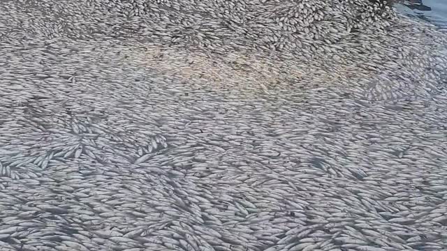 Freezing Temperatures Cause Mass Fish Kill