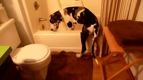 Great Dane Puppy Gunner in bathtub