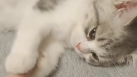 Cat funny Video