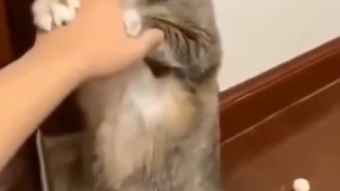 Funny Confused cat