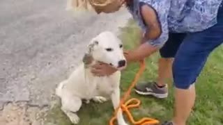 #35 female husky #40 male white lab puppy April2022