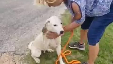 #35 female husky #40 male white lab puppy April2022