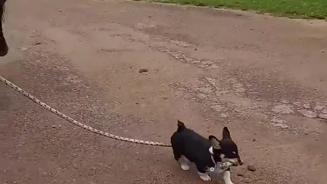 Cute dog guiding a horse