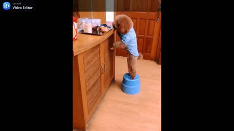 little puppy have good idea to reach the food.mp4