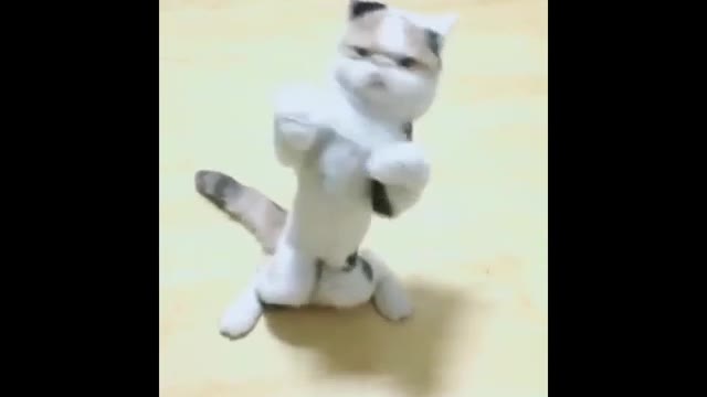 A dancing cat