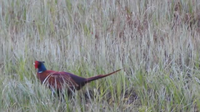 A cock pheasant at Lochwinnoch. Scotland.