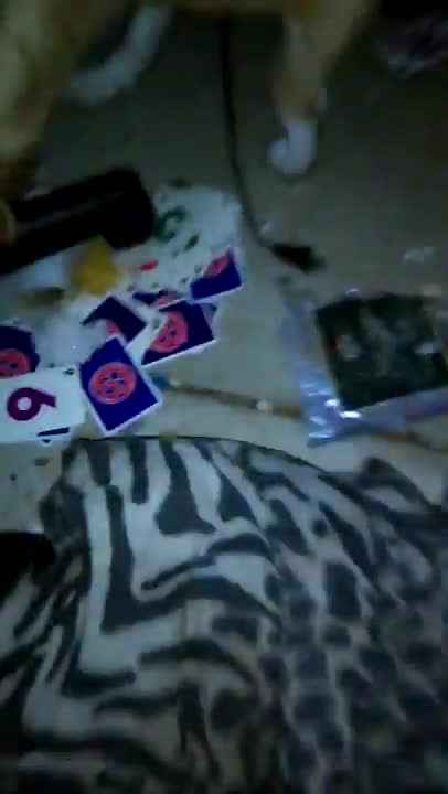 Elsa barking at a toy