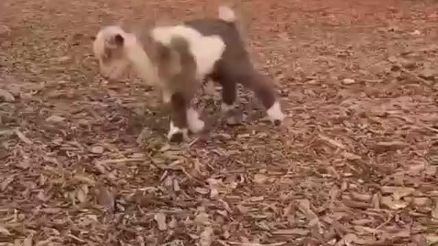 Funny Pets - Funny Dogs -Funny Animals