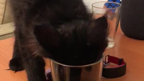 Kitty drink water very funny