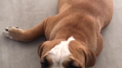 Brown english bulldog dog dragged on wood floors by blue toy