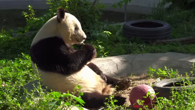 Panda eating bamboo