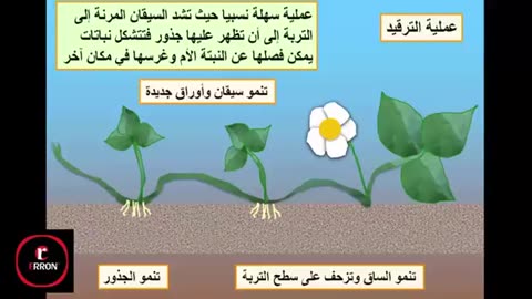 عرض رائع حول التكاثر الخضري - التكاثر اللاجنسي