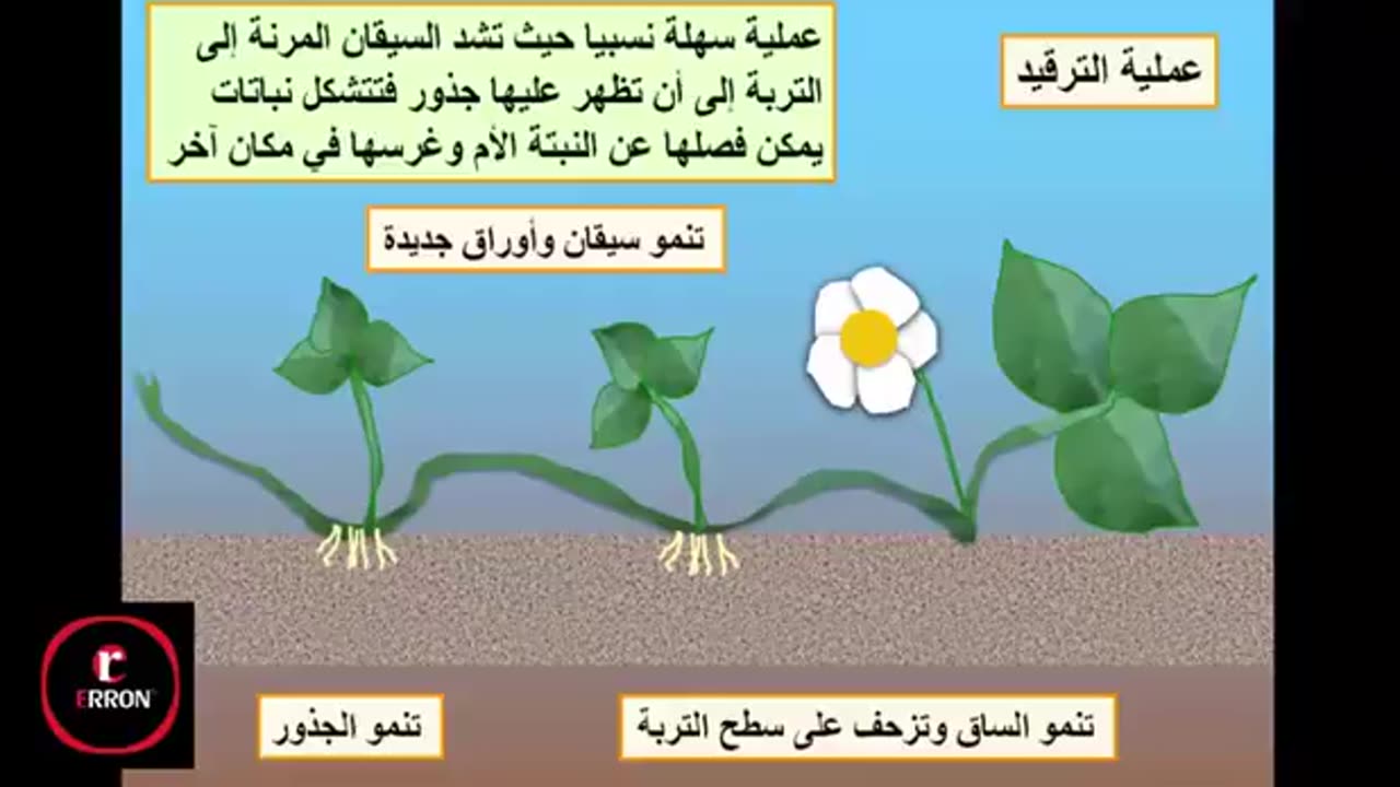 عرض رائع حول التكاثر الخضري - التكاثر اللاجنسي