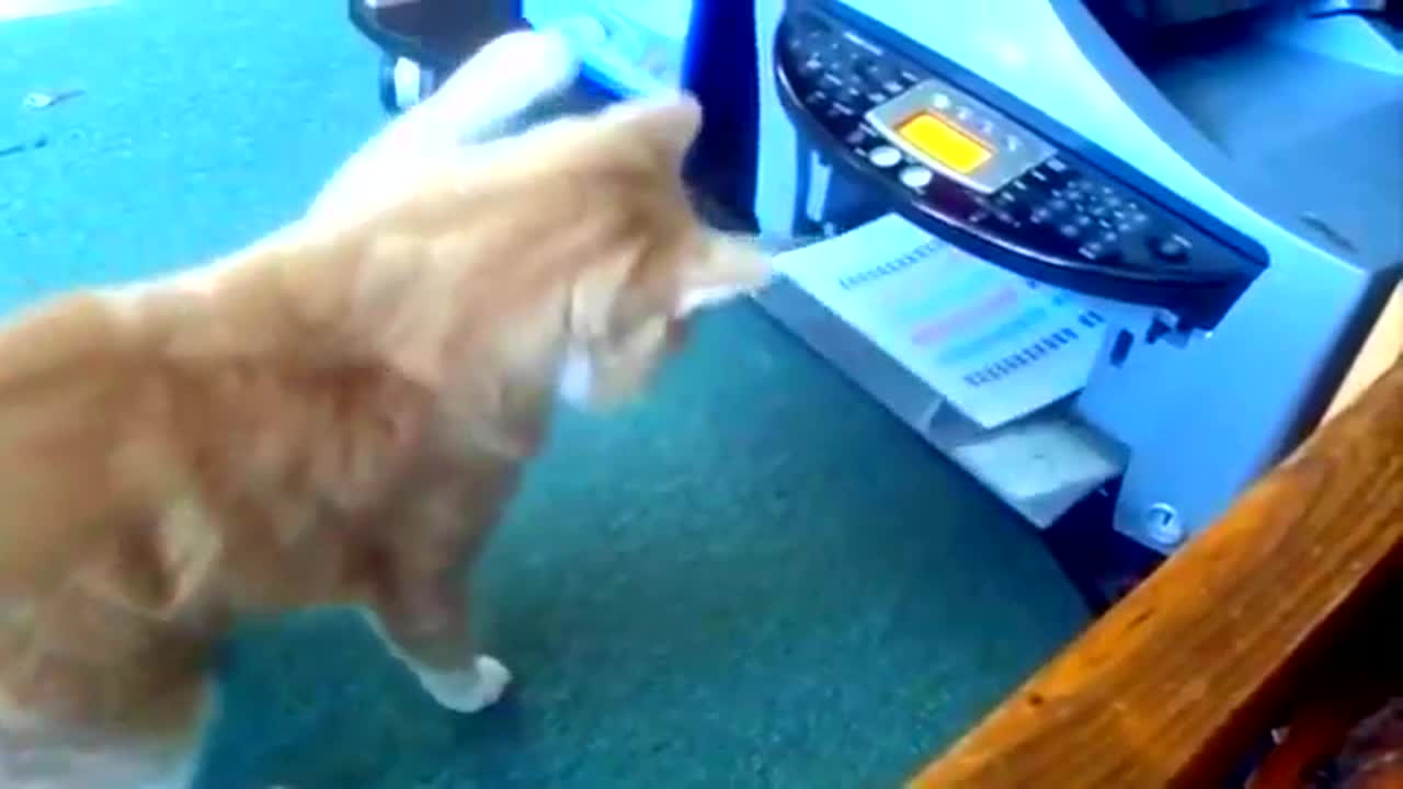 Funny Cats Video ¦¦ Fall Short And Funny Animal Collection Videos_2021.