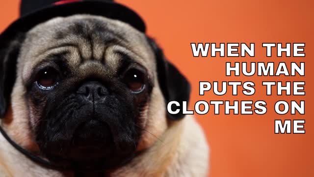 when the human puts the clothes on me