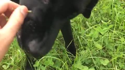 Black dog eating dandelion