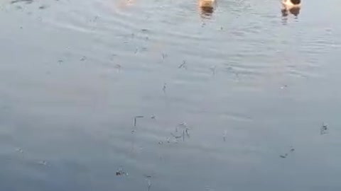 Ducks
