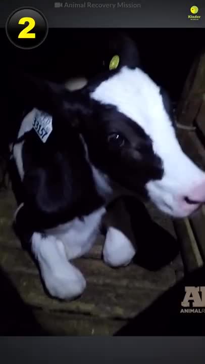 3 proofs that dairy is scary