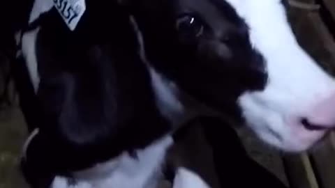 3 proofs that dairy is scary