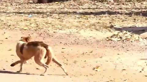 fake tiger prank dog 2021,Wow!!! Fake Tiger Prank Dog So Funny.