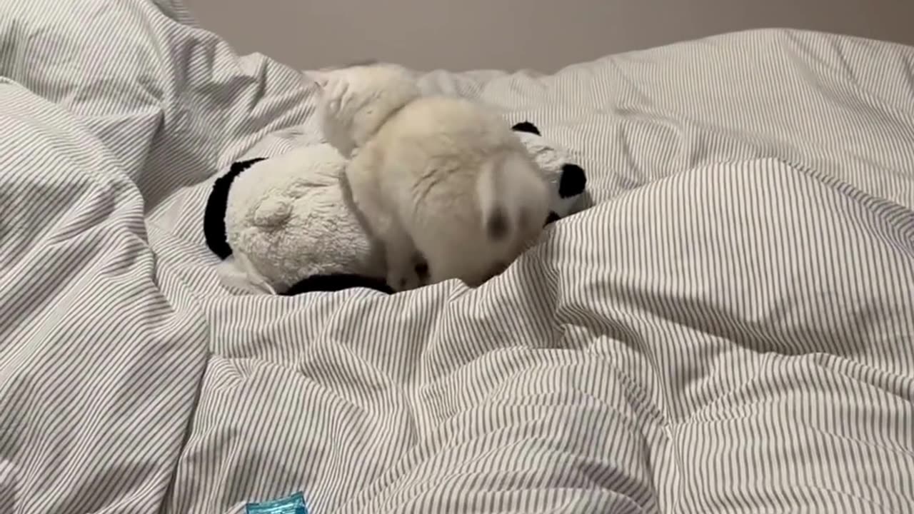 Cute chaos daily! πΎπ #cats #shorts #viral #pets #Reels