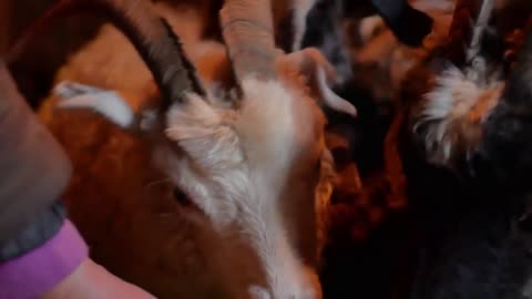 Goat farm. Goat family looking outside of the barn