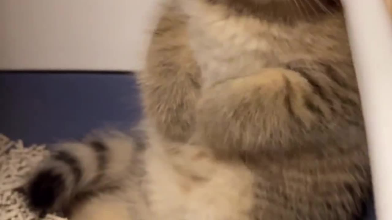 Little Kitty Is Having Problems😭🤣|Cute Funny Video