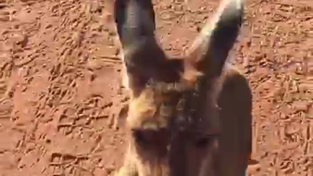 Hopping Sebastian