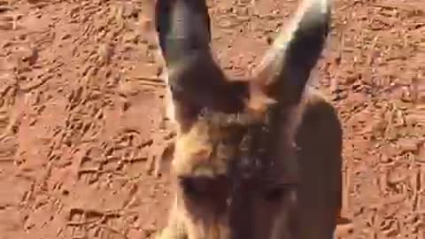 Hopping Sebastian
