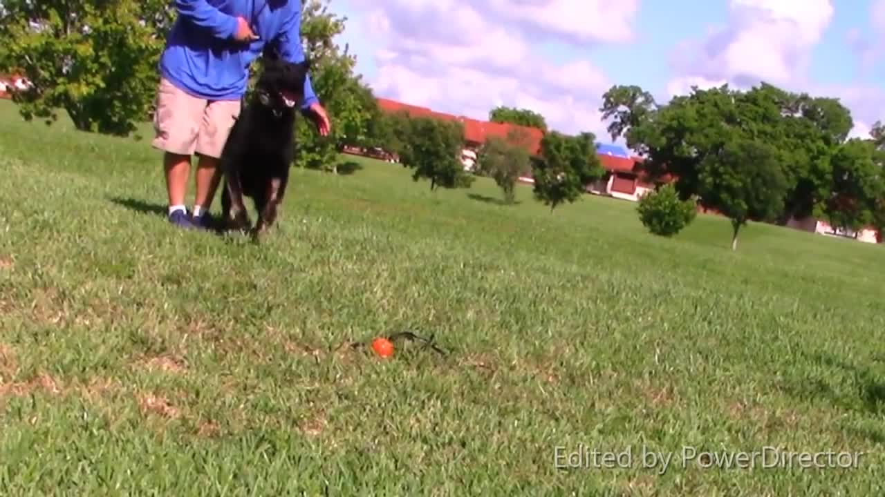 The best protection dogs.. have ultimate control (part 2)
