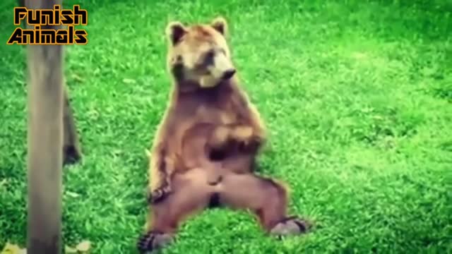 This bear is masturbating