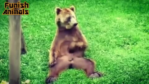 This bear is masturbating