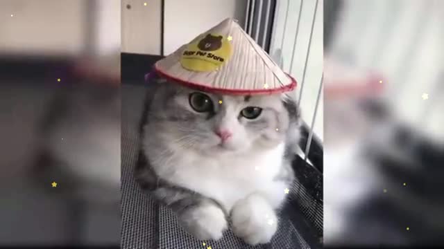 Funny cats video-2