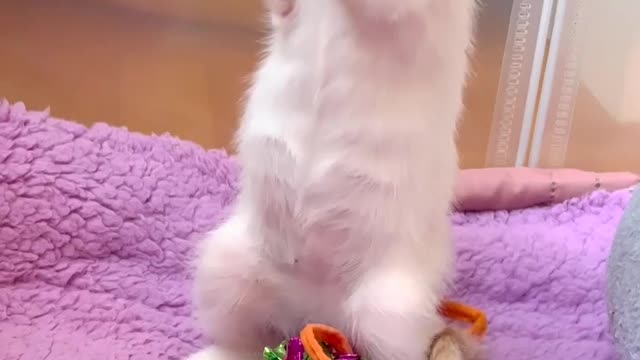 "It’s the swing at the end for me. 🥹🍯🐰"