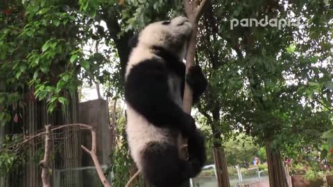 Panda cub and nanny’s “war"