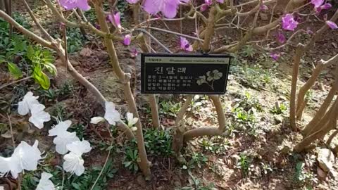 Korea beautiful flowers