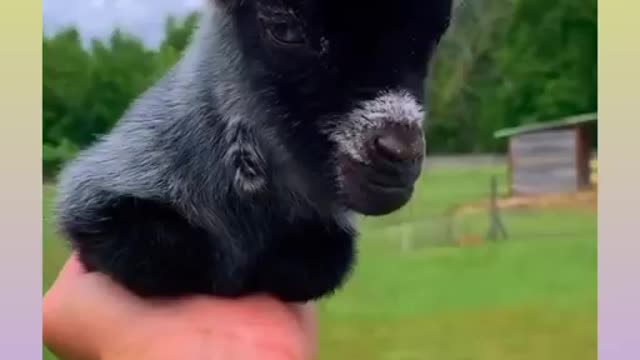 Cute Dog and Goat Video Compilation