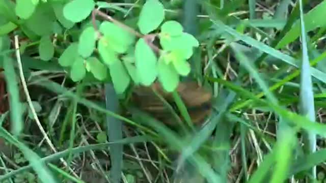 This insect is so interesting