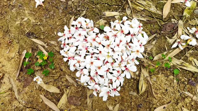 油桐花季節