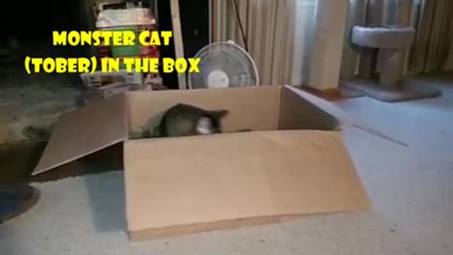 Monster Cat (Tober) In The Box