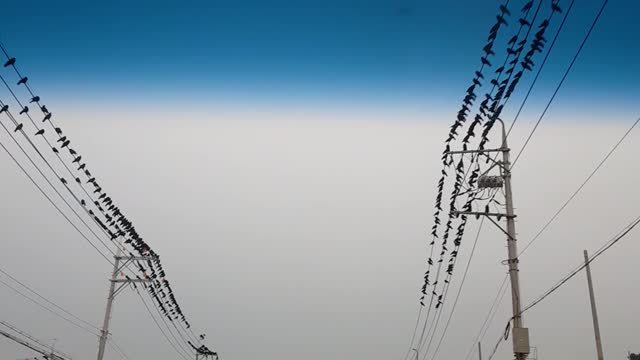 [strange situation] A flock of crows on the telephone pole.