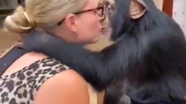 Lucky Chimpanzee #shorts