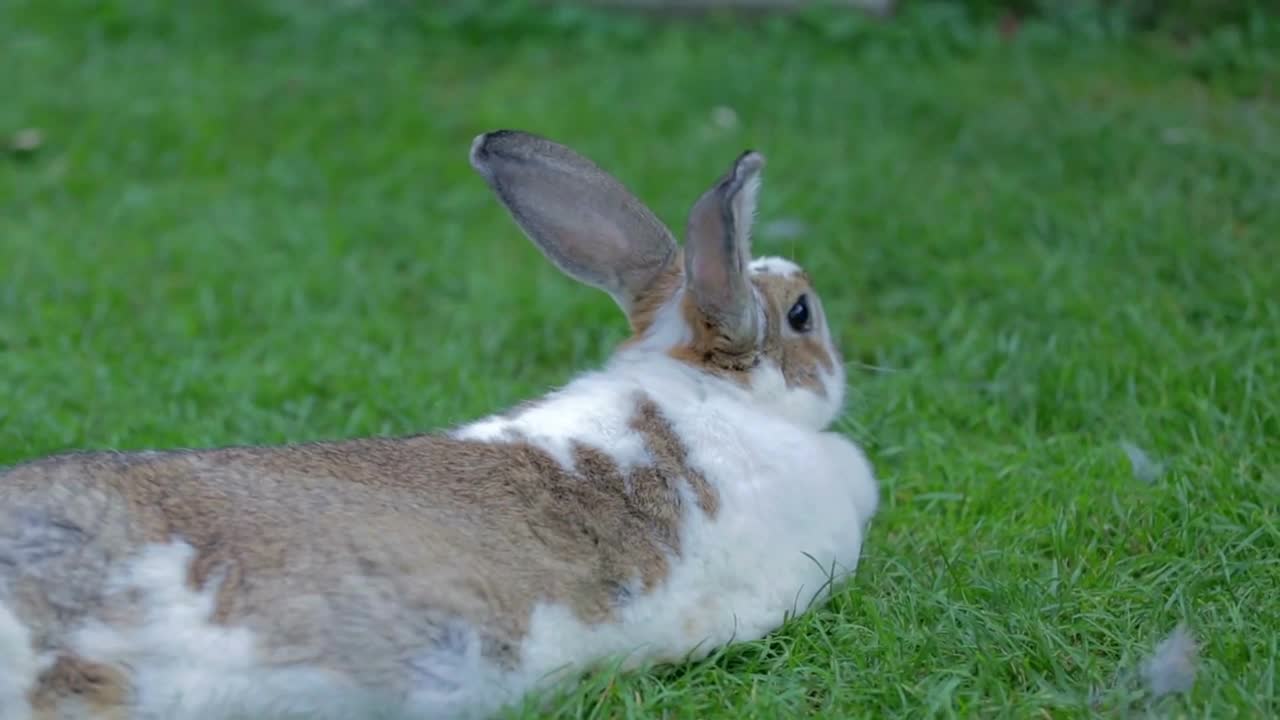 Person playing with big white rabbit. Close up of rabbit in grass being caressing by person